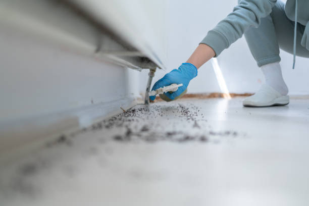 Best Flea Control Services  in Freeport, PA